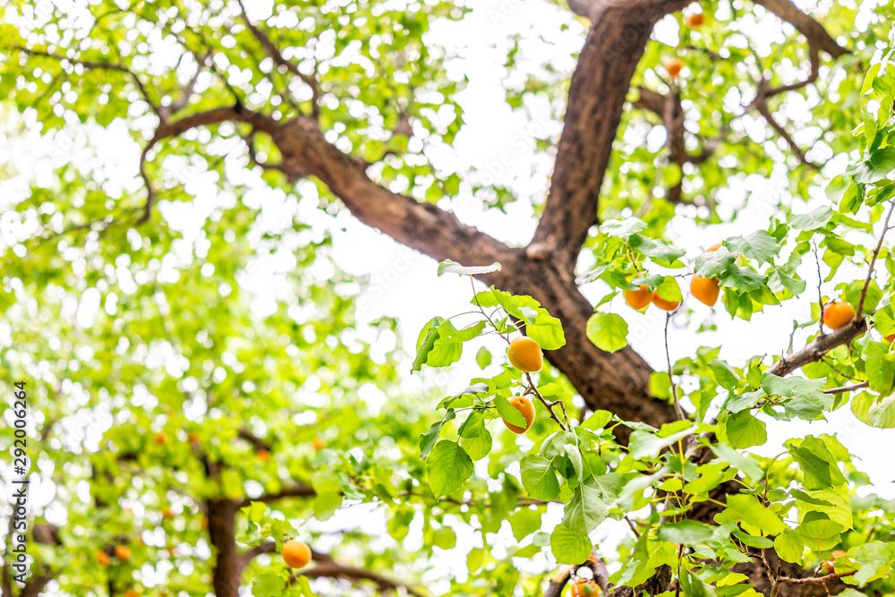 Low angle view of ripe hanging apricots fruit on tree in orchard in summer in Capitol Reef National Monument in Utah isolated against sky looking up Low angle view of ripe hanging apricots fruit on tree in orchard in summer in Capitol Reef National Monument in Utah isolated against sky looking up