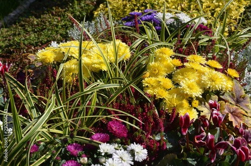 Wunderschön bunt herbstliche Grabbepflanzung auf dem Friedhof - Herbstastern , Glockenheide und Alpenveilchen  photo