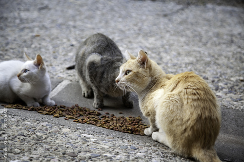 Street cats eating