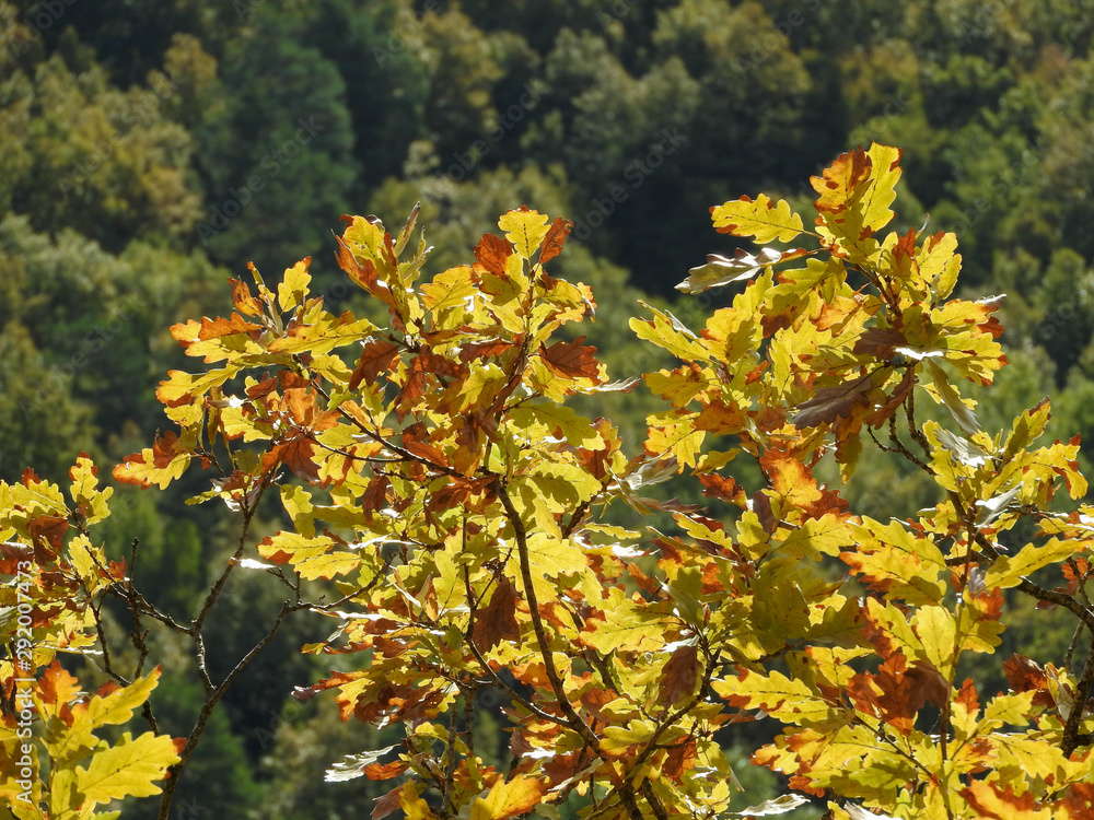 Colorful oak leaves lit by the rays of the sun on an autumn day Colorful oak leaves lit by the rays of the sun on an autumn day
