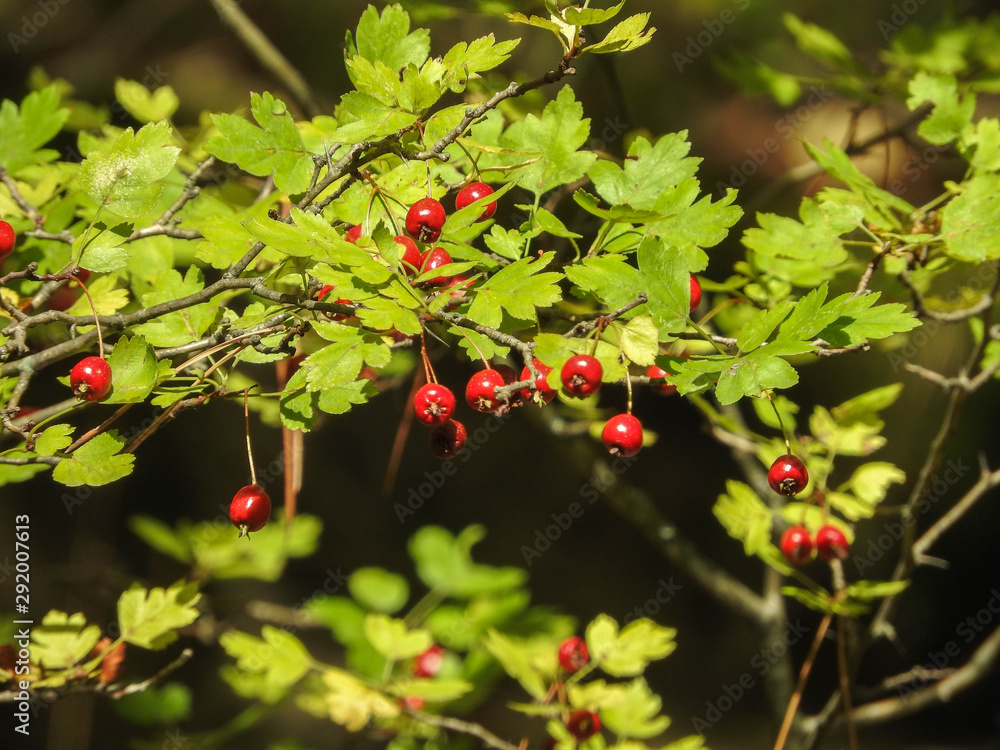 ripened red hawthorn fruits hang among green leaves on a tree in early autumn ripened red hawthorn fruits hang among green leaves on a tree in early autumn