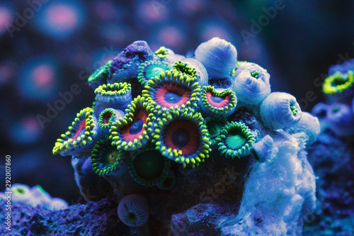 Zoantharia is a group of coral polyps from a subclass of six-hole.