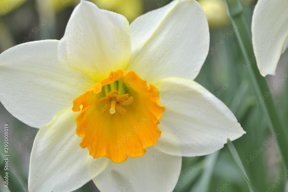 Fototapeta premium daffodil on black background