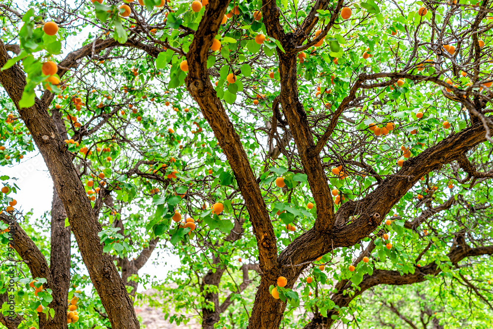 Many hanging orange ripe apricots fruit on tree in orchard in summer in Capitol Reef National Monument in Utah Many hanging orange ripe apricots fruit on tree in orchard in summer in Capitol Reef National Monument in Utah