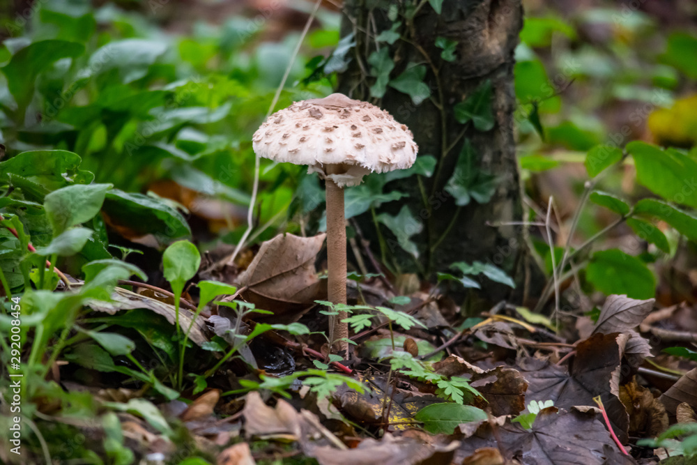 A large Shaggy Parasol mushroom in Cornish woodland A large Shaggy Parasol mushroom in Cornish woodland