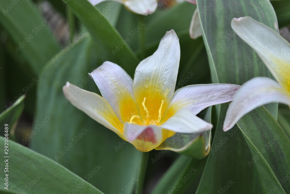 Fototapeta premium white flower