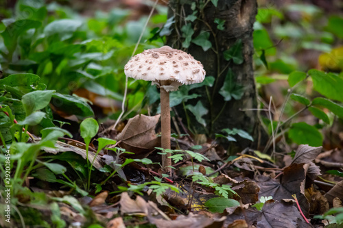 A large Shaggy Parasol mushroom in Cornish woodland