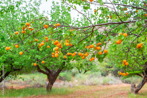 Many hanging orange ripe apricots fruit on tree branch in orchard in summer in Capitol Reef National Monument in Utah