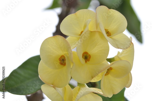 yellow orchid on green background © Devrrae