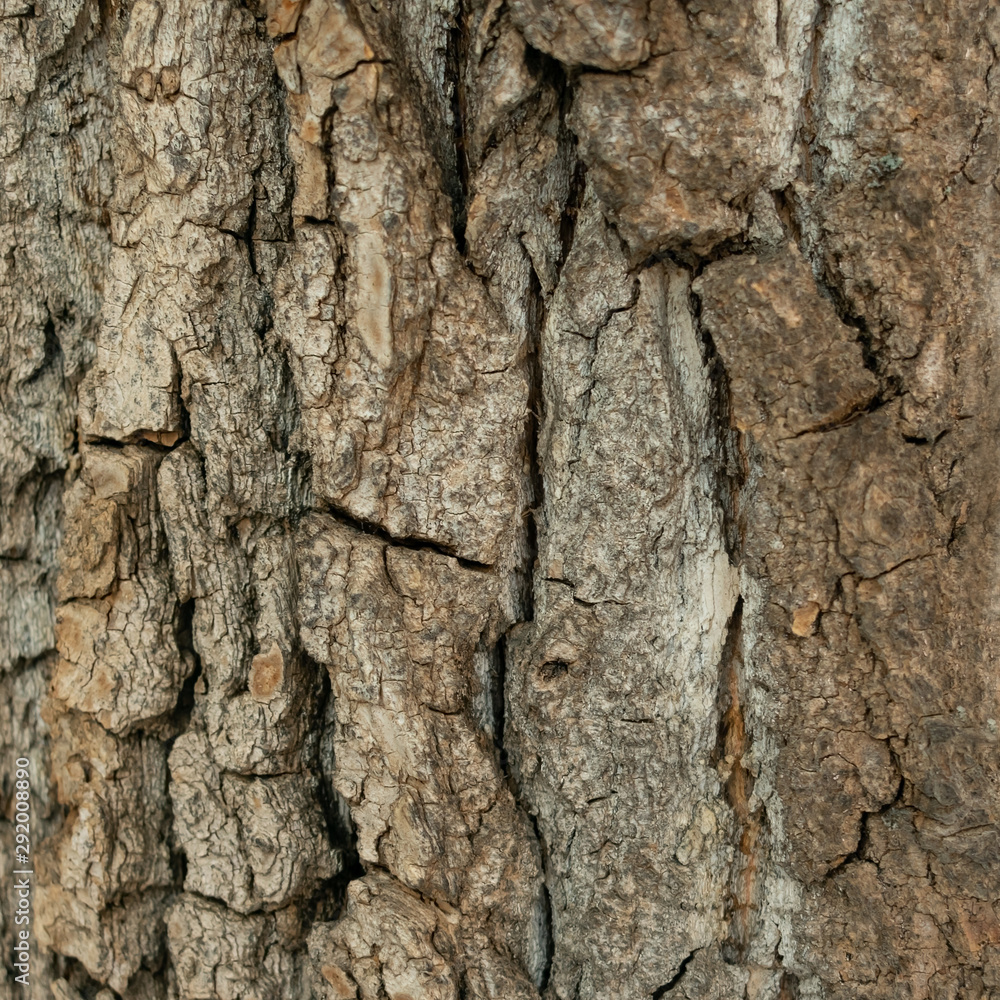 Background made of bark of wood Background made of bark of wood