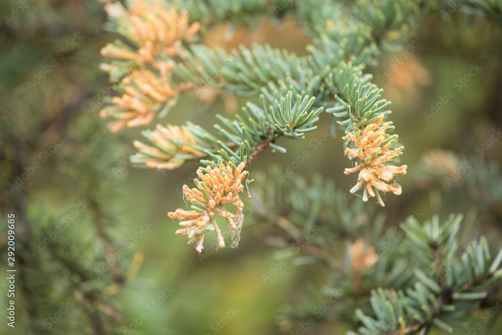 Orange spores of Spruce Labrador Tea Rust fungal disease