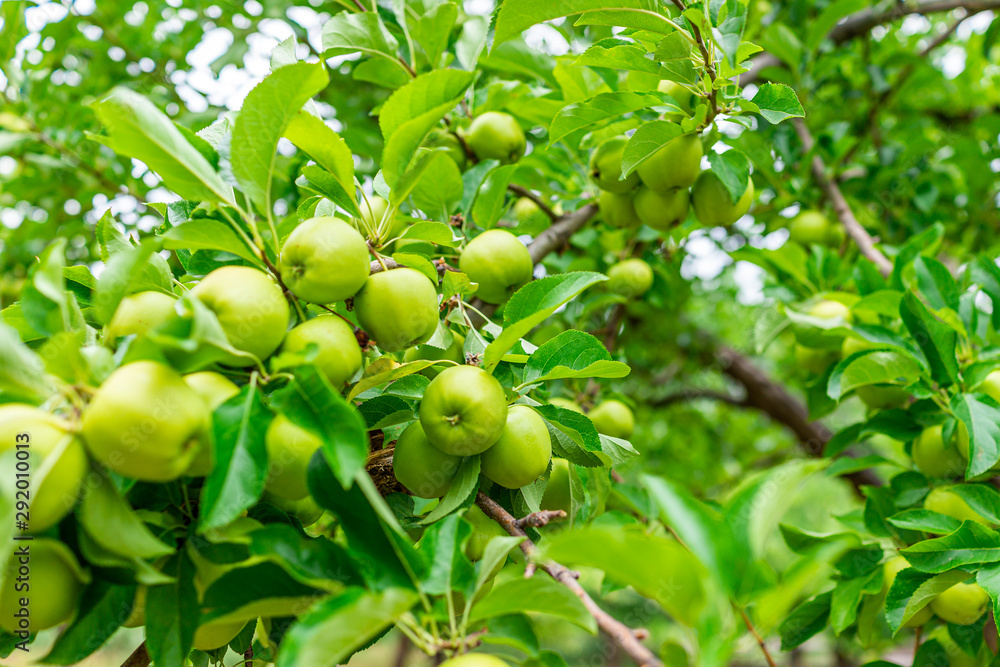 Low angle view of hanging unripe green apples fruit on tree in orchard in summer in Capitol Reef National Monument in Utah