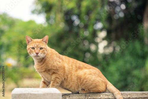 Fotografie Orange tabby cat sitting outside