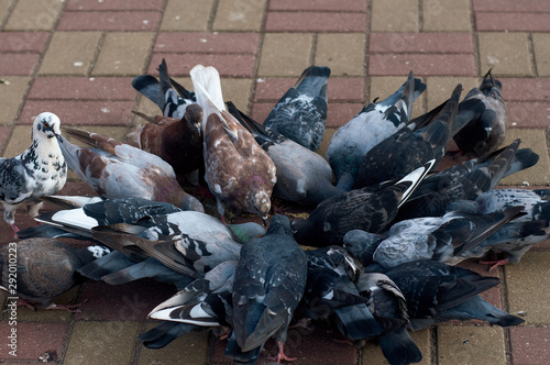 Multi-colored pigeons sit in a circle and eat yellow millet on a sidewalk tile in the city.