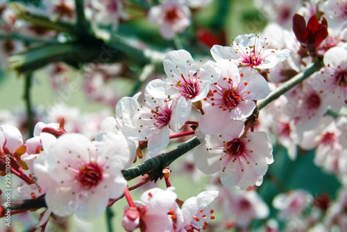 cherry blossom in spring