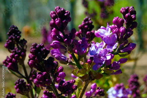 purple flowers in the garden