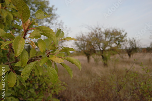 yellow autumn leaves on a branch