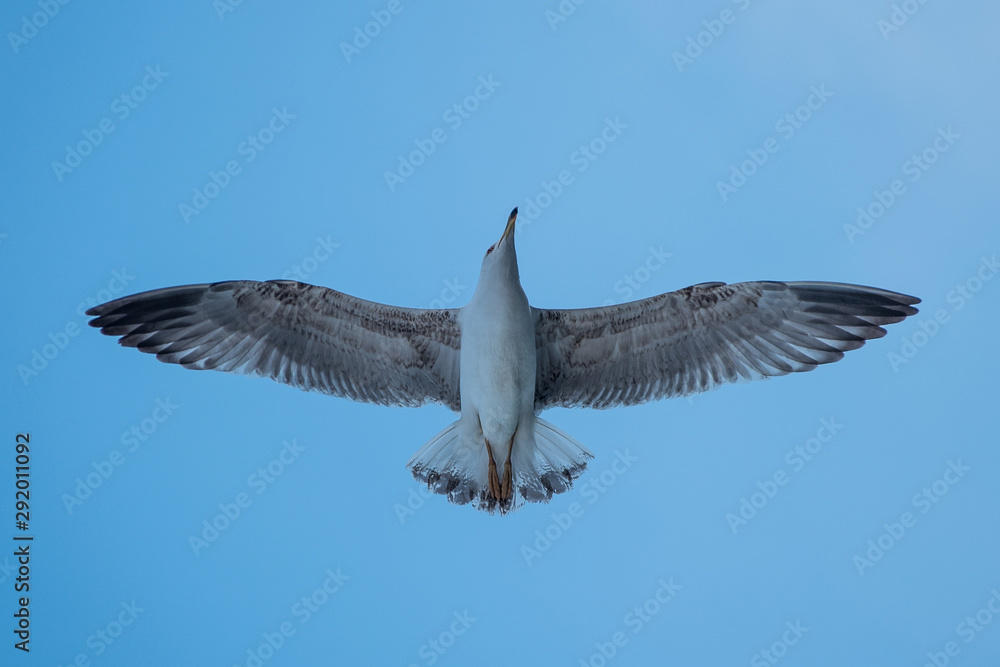 Fototapeta premium Seguall flying with wings wide open