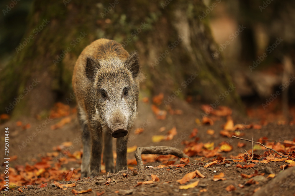 Young Wild boar, Sus scrofa, autumn forest in background. Wildlife scene from nature. Young Wild boar, Sus scrofa, autumn forest in background. Wildlife scene from nature.