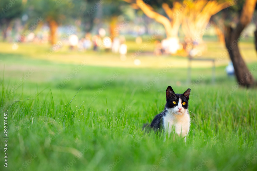 Black and white cat  sitting in the grass