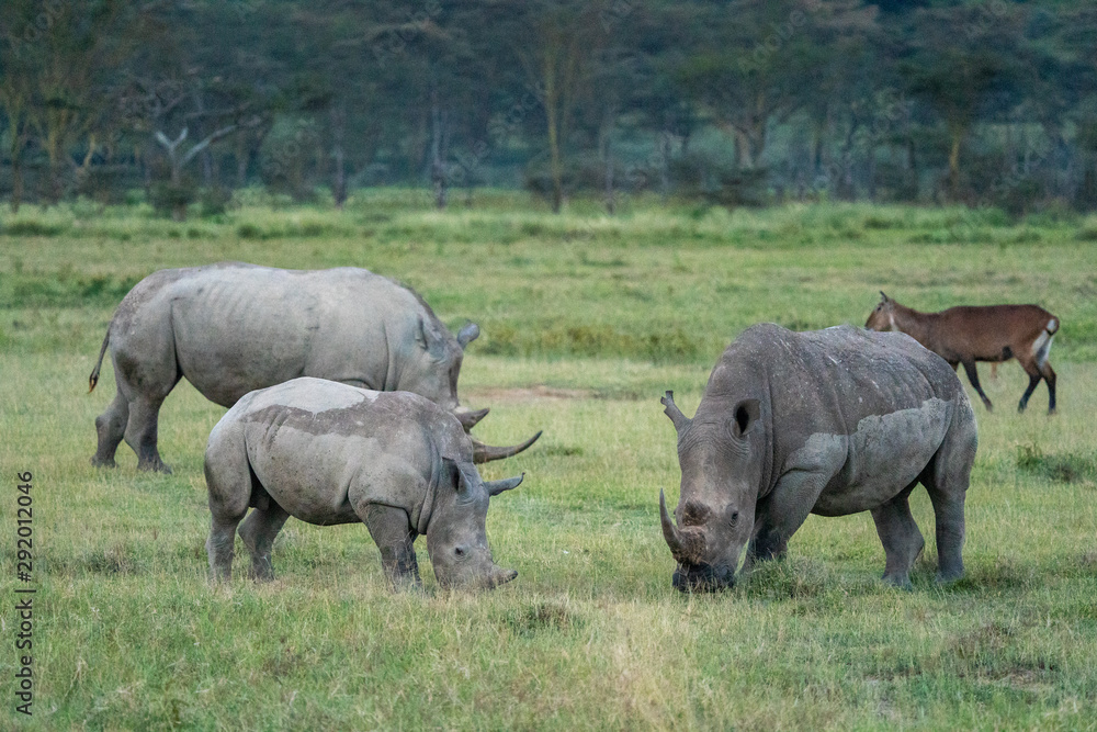 White Rhino Family - Lake Nakuru Kenya White Rhino Family - Lake Nakuru Kenya