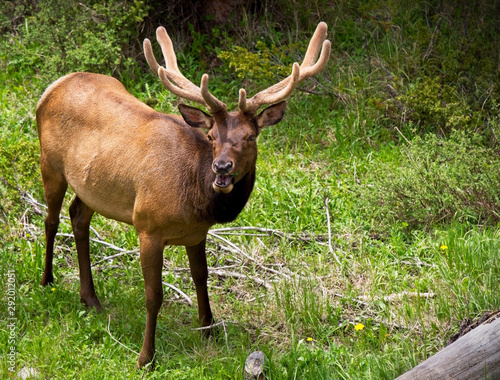 Elk
