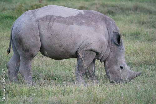 White Rhino - Lake Nakuru Kenya © Ned Soltz