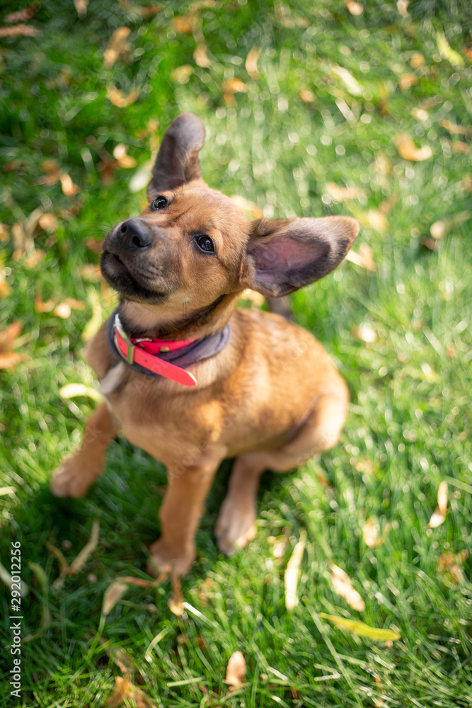 Lovely  brown-mixed puppy sitting on the grass  learning commands