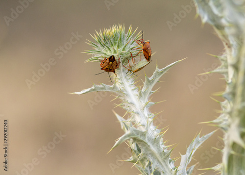 Three wood bugs walking on top of a field thistle