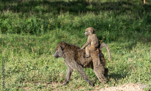 Baby Baboon Hitching A Ride - Lake Nakuru Kenya © Ned Soltz