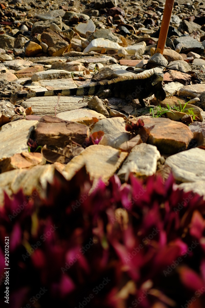 Rocks pattern and flowers Rocks pattern and flowers