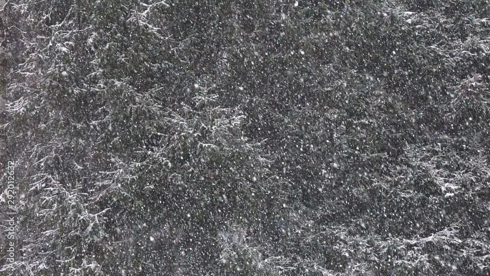 Heavy snowfall on the background of dark coniferous trees, slow mjtion Heavy snowfall on the background of dark coniferous trees, slow mjtion