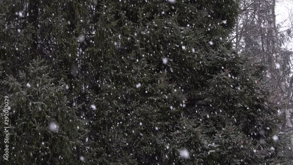 Heavy snowfall on the background of dark coniferous trees Heavy snowfall on the background of dark coniferous trees