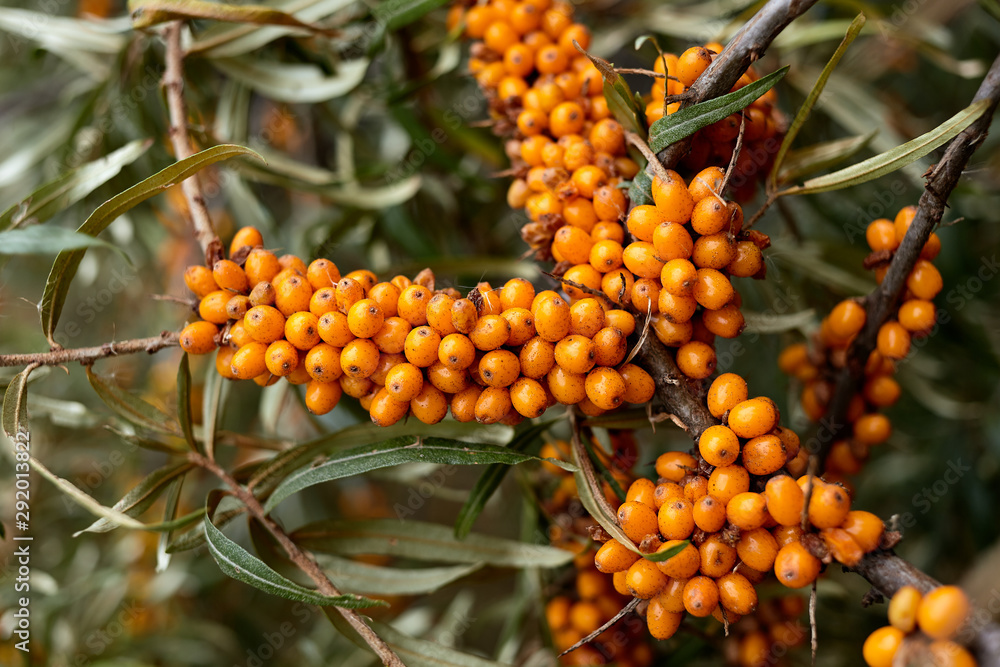 Buckthorn berries on a branch. Buckthorn berries on a branch.