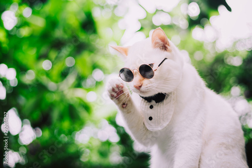 Portrait of Tuxedo White Cat wearing sunglasses and suit,animal fashion concept.