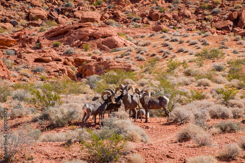 Bighorn sheep walking around in the Valley of Fire State Park