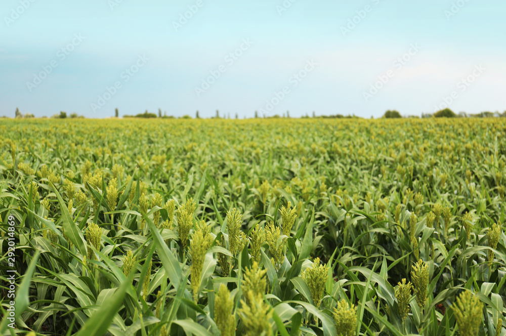 Green corn plants growing on field, space for text. Organic farming