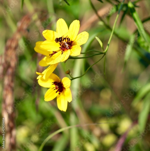 A close view of the yellow wildflowers in the field.