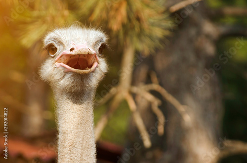 Funny ostrich head portrait in sunlight