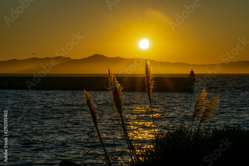 Fuzzy reeds swaying in the yellow sunset  with a view of the blue water and hills in the background.