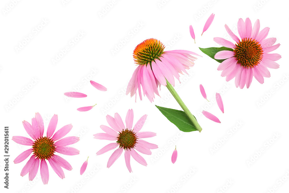 Coneflower or Echinacea purpurea isolated on white background with copy space for your text. Top view. Flat lay - obrazy, fototapety, plakaty 