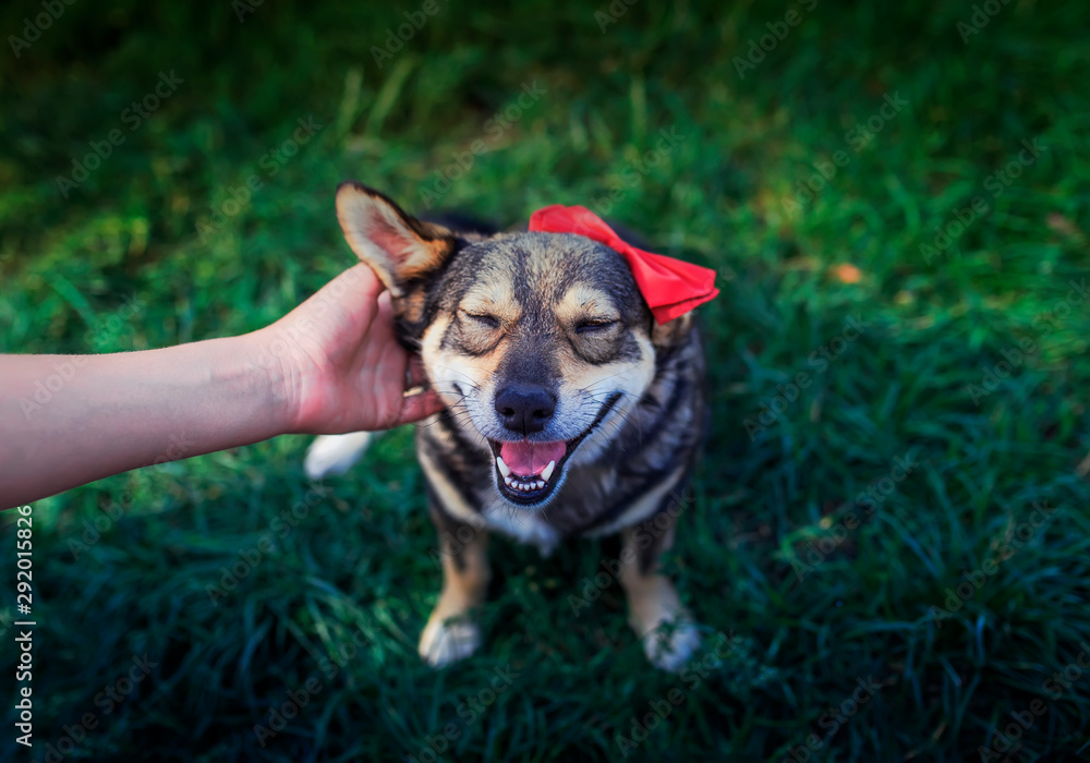 master hand of a man strokes behind the ear cute brown a pretty smiling dog in a smart red butterfly in a summer garden on green grass master hand of a man strokes behind the ear cute brown a pretty smiling dog in a smart red butterfly in a summer garden on green grass