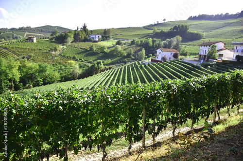Langhe vineyard panorama