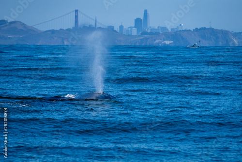 Canvas Print A humpback whale spouting against the backdrop of San Francisco and the Golden Gate Bridge