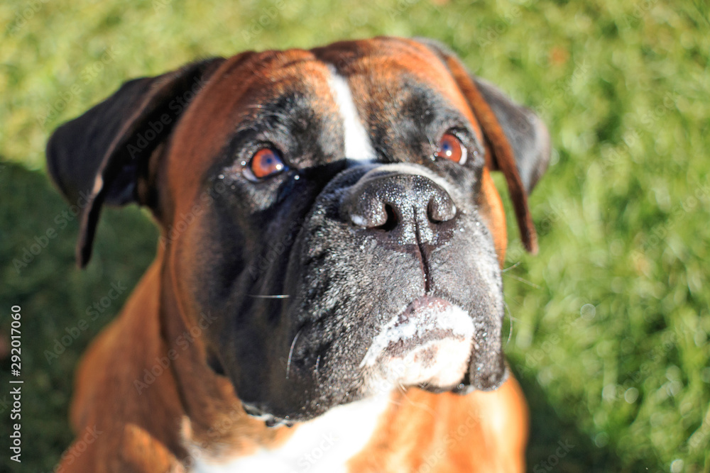 Boxer Boxer