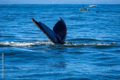 Photography The fluke of a humpback whale sticks out of the blue ocean as it is about to dive into the deep