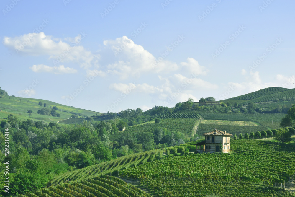 Langhe vineyard panorama