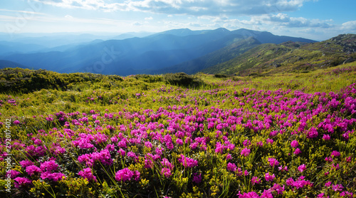 Pink rhododendron flowers covered mountains meadow in summer time