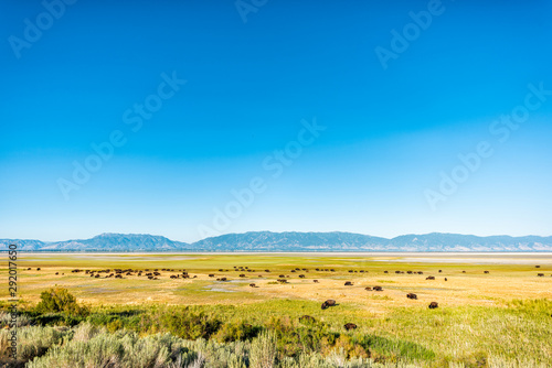 Wide angle view of bison herd in valley high angle in Antelope Island State Park in Utah in summer grazing on grass with sky photo