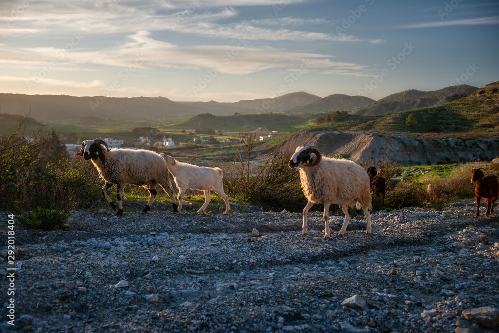flock of sheep flock of sheep